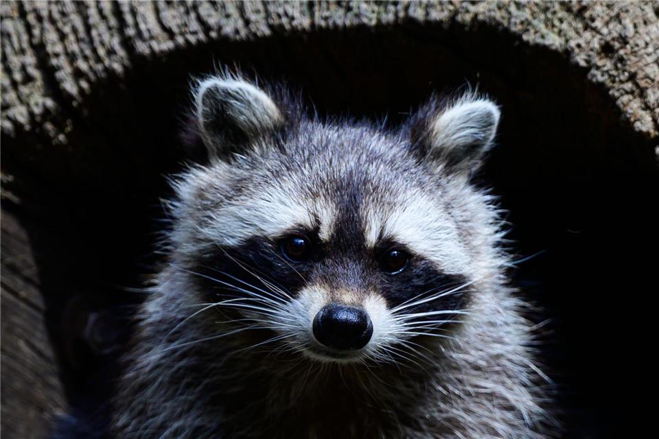 Waschbären sind Allesfresser und sehr anpassungsfähig. (Symbolbild)Philipp Schulze/dpa