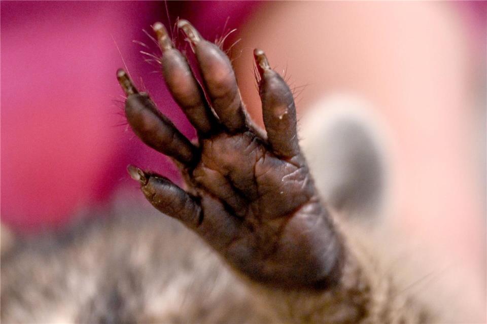 Waschbären sind äußerst geschickte und lernfähige Tiere. Mit ihren feinfühligen Vorderpfoten können sie Klappen und Mülltonnen öffnen. (Archivbild)Britta Pedersen/dpa