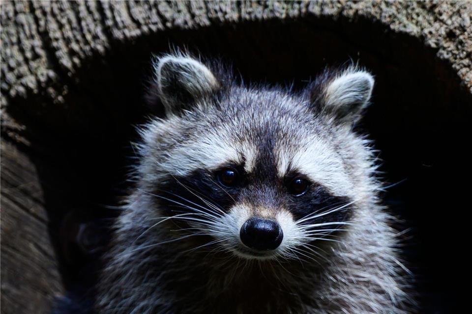 Waschbären suchen jetzt Wurfplätze. (Archivbild)Philipp Schulze/dpa