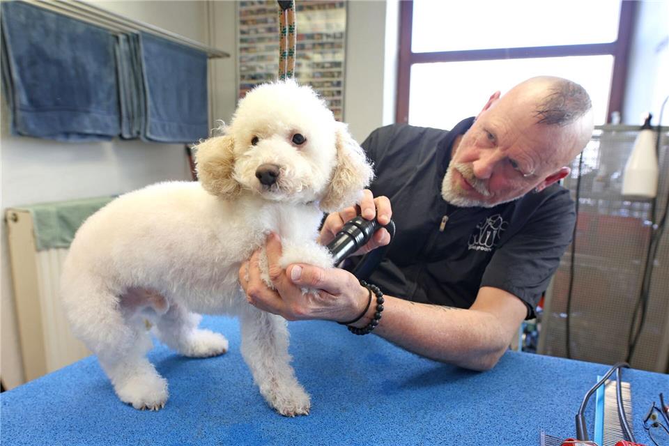 Waschen, schneiden, föhnen - für den Besuch ihres Vierbeiners beim Groomer sollten Herrchen und Frauchen einige Zeit einplanen. Matthias Bein/dpa