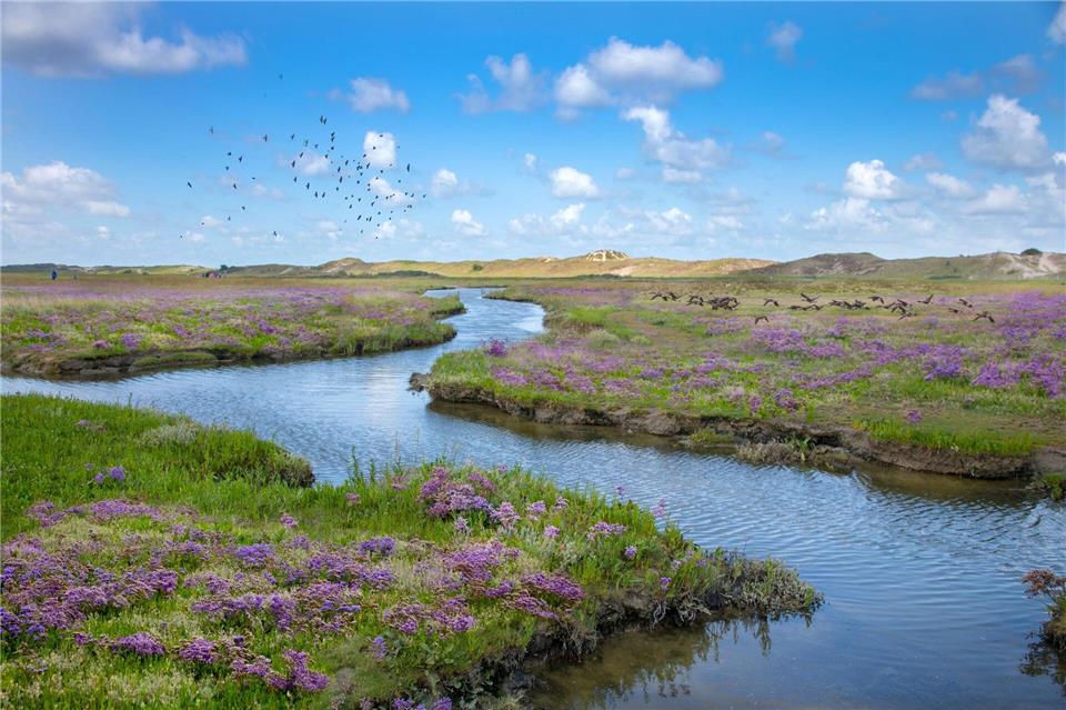 Wasser, Dünen und Salzwiesen. Und dann blüht es auch noch zart im Naturpark Het Zwin.Jan D´Hondt/Westtoer APB/dpa-tmn