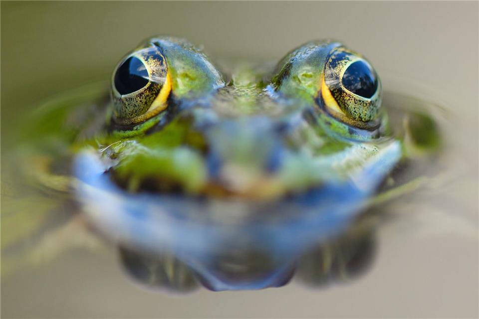 Wasserwerte im Blick behalten: Veränderungen können für Teichbewohner zum Problem werden.picture alliance/dpa/dpa-Zentralbild