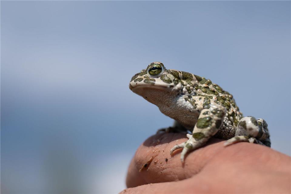 Wechselkröten sind selten geworen in Thüringen. Amphibienschutzzäune sollen die Tiere davor schützen, bei ihren Wanderungen überfahren zu werden. (Archivbild)Sebastian Gollnow/dpa