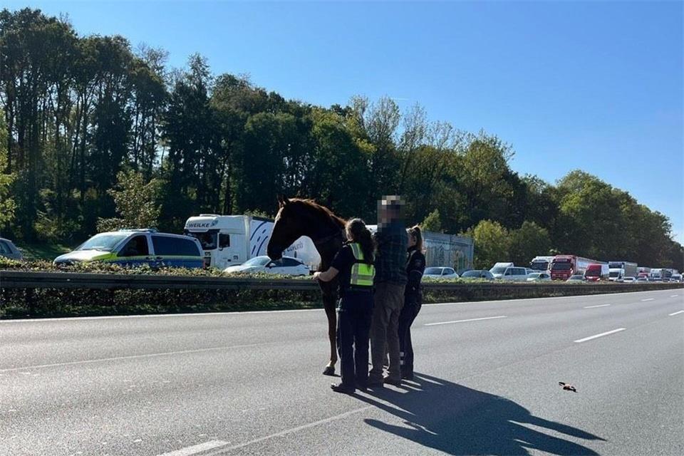 Weder das Tier noch Autofahrer wurden verletzt.Polizei Bielefeld/dpa