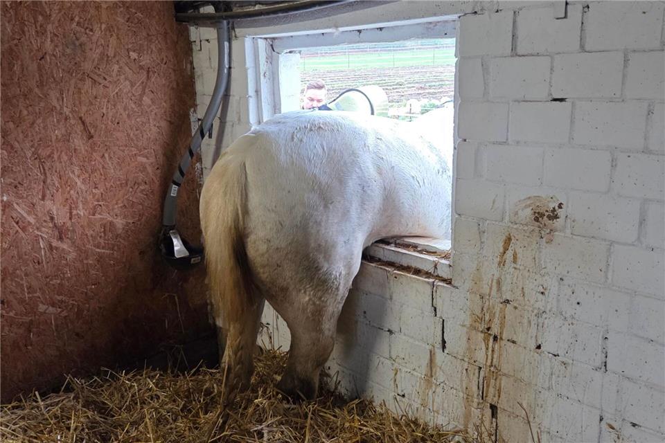 Weder vor, noch zurück: Die Feuerwehr musste das Pferd befreien.-/Feuerwehr Datteln/dpa