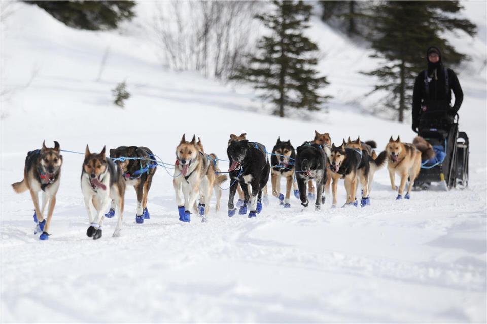 Wegen Schneemangels in Alaska wird die Iditarod-Rennroute in diesem Jahr geändert. (Archivbild) Christy Prosser/ZUMA Press Wire/dpa