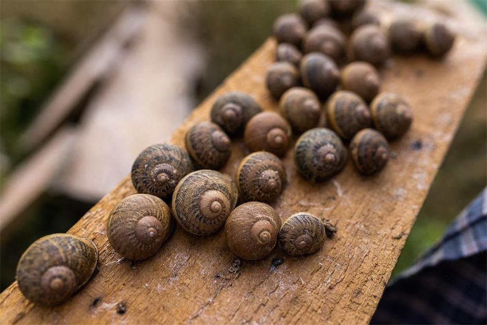 Wegen Trockenheit und Hitze dürfte die Schneckenernte in Frankreich in diesem Jahr schwächer ausfallen. (Archivbild)Philipp von Ditfurth/dpa