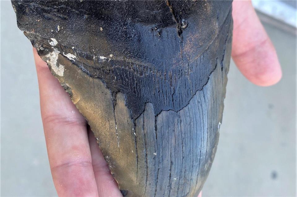 Wegen ähnlich gezackter Zähne wurde lange angenommen, dass sich Megalodon und Weißer Hai stark ähnelten. (Archivbild)Douglas Long/Phillip Sternes/dpa