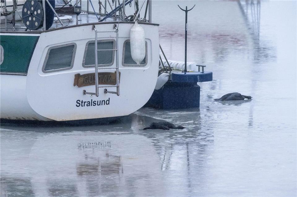 Wegen der Eisbildung kamen die Kormorane vielerorts nicht an ihre Beute - Fisch. (Archivbild)Stefan Sauer/dpa