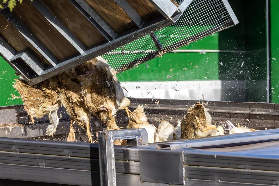 Wegen der Geflügelpest müssen in Deutschland derzeit viele Tausend Hühner, Gänse, Enten und Puten gekeult werden.Frank Hammerschmidt/dpa