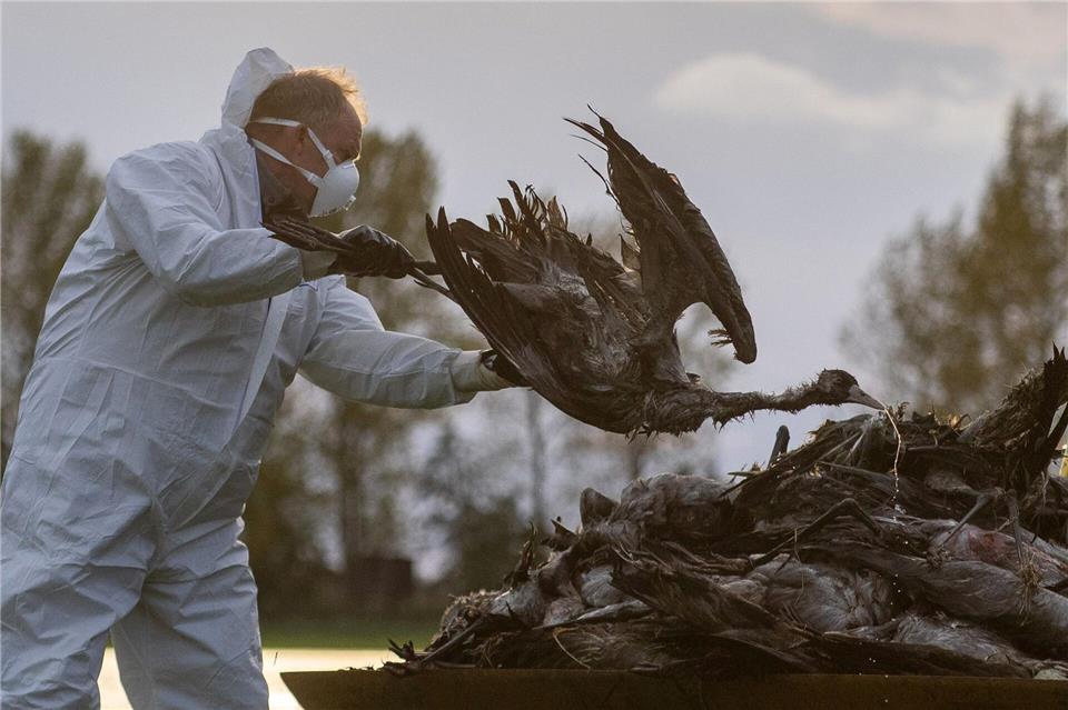 Wegen der Geflügelpest sind schon zahlreiche Wildvögel verendet, vor allem Kraniche sind stark betroffen. (Archivbild)Christophe Gateau/dpa