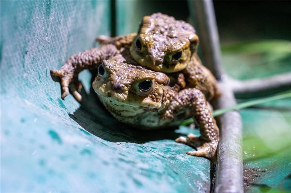 Wegen der Kälte sind die meisten Amphibien in diesem Jahr erst ab Ende März auf Wanderschaft gegangen. Pia Bayer/dpa