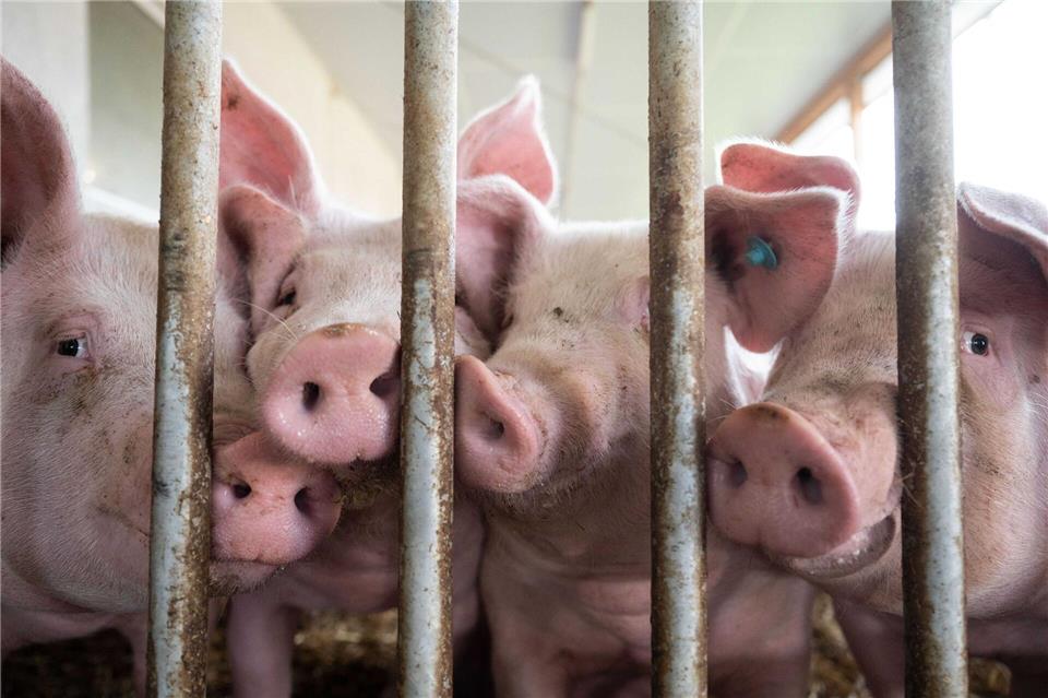 Wegen der Schließung des Schlachthofs in Perleberg herrscht laut Bauernverband ein „Schweinestau“ im Stall. (Symbolbild) Marijan Murat/dpa