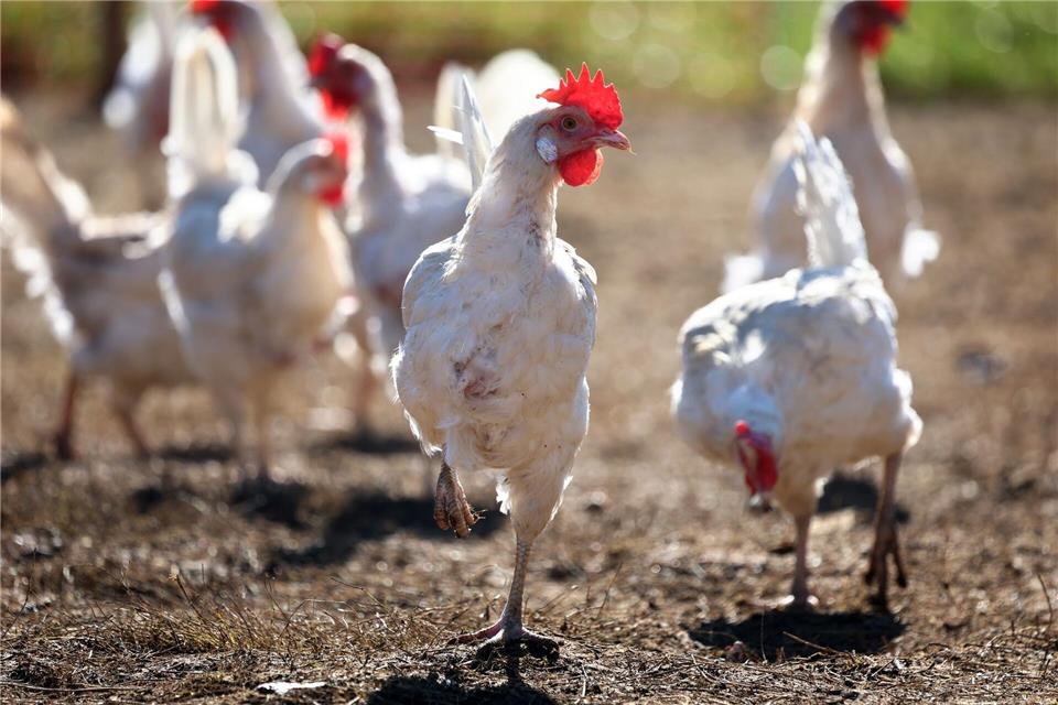 Wegen der Vogelgrippe mussten zuletzt zahleiche Legehennen getötet werden. (Archivbild)Karl-Josef Hildenbrand/dpa