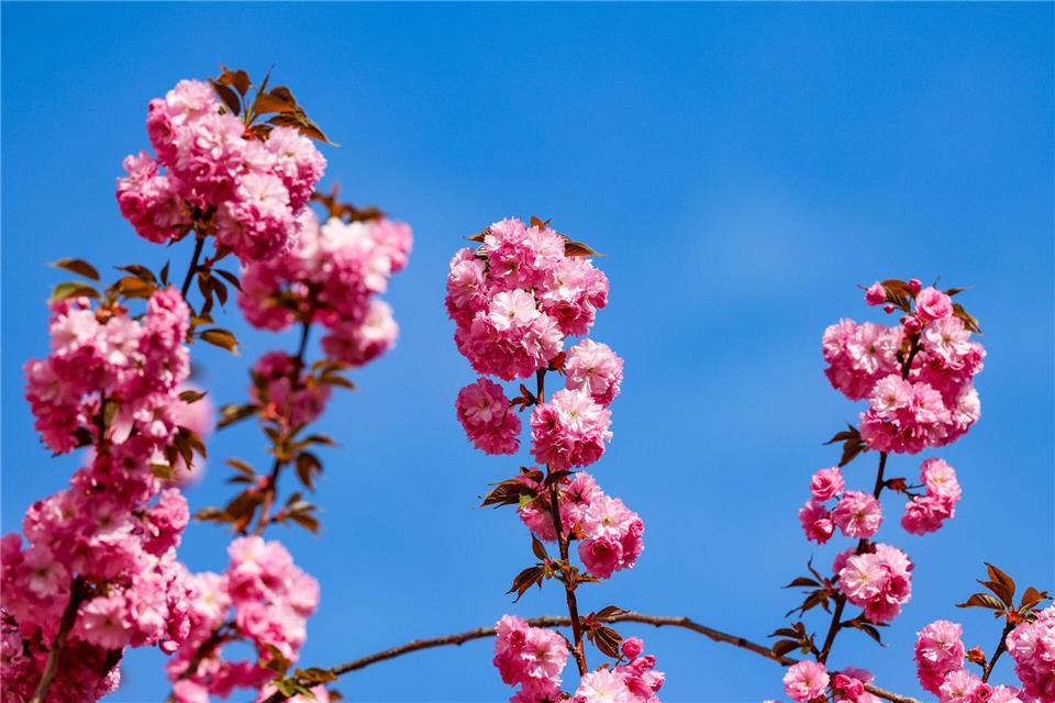 Wegen der zuletzt niedrigeren Temperaturen lässt die volle Blüte noch ein paar Tage auf sich warten. (Archivbild)Christoph Reichwein/dpa