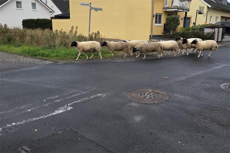 Wegen des Fundes einer alten Bombe musste unter anderem eine Schafsherde evakuiert werden. (Foto Handout) Freiwillige Feuerwehr Bornheim/dpa