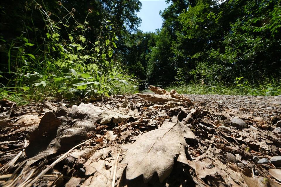 Wegen des trockenen Frühjahrs bleibt der Waldboden in Hessen trotz des vielen Regens leicht entzündlich. (Symbolbild)Bernd Wei�brod/dpa