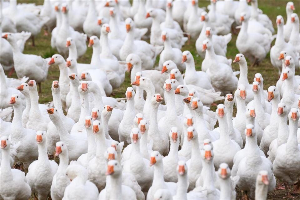 Wegen eines Vogelgrippe-Verdachts werden 6.500 Gänse getötet. (Archivbild)Robert Michael/dpa