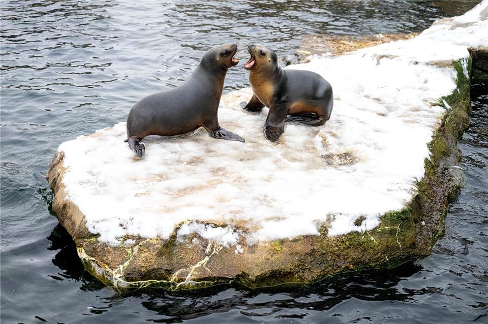 Wegen eines Wasserrohrbruchs bleibt der Zoo am Meer bis 12. Januar geschlossen. (Archivbild)Sina Schuldt/dpa