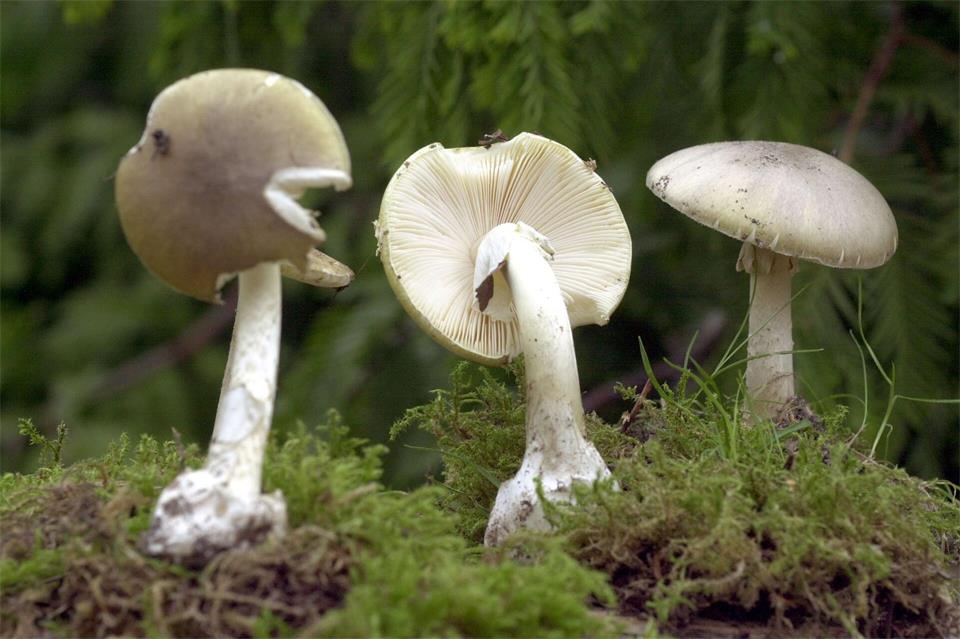 Wegen ihrer Ähnlichkeit zu Champignons sind Vergiftungen mit Knollenblätterpilzen besonders häufig. (Symbolbild)Bernd Wüstneck/dpa-Zentralbild/dpa