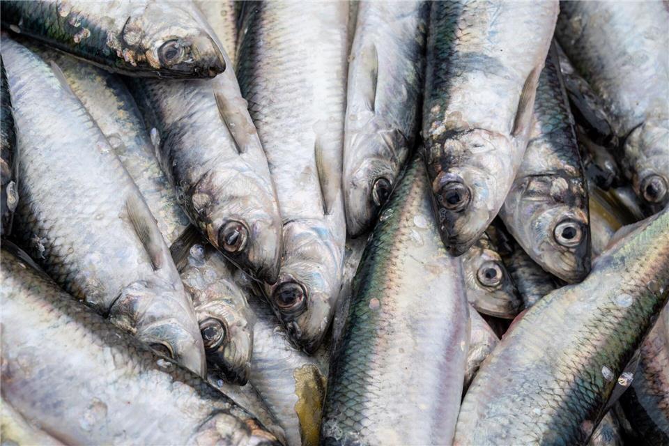 Wegen ihrer silbrig-glänzenden Körper werde Heringe auch oft Silberlinge genannt. Sie sind mit 15 bis 18 Prozent sehr fettreich, aber mit den gesunden ungesättigten Omega-3-Fettsäuren.Stefan Sauer/dpa/dpa-tmn