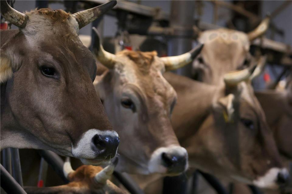Wegen quälerischer Tiermisshandlung steht ein Mann vor dem Amtsgericht Obernburg. (Symbolbild)Karl-Josef Hildenbrand/dpa