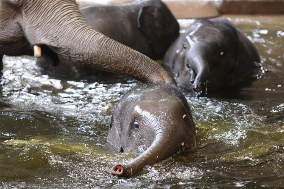 Wegen wachsender Spannungen in der Herde mussten zwei Elefanten verlegt werden. (Archivbild)Sebastian Willnow/dpa