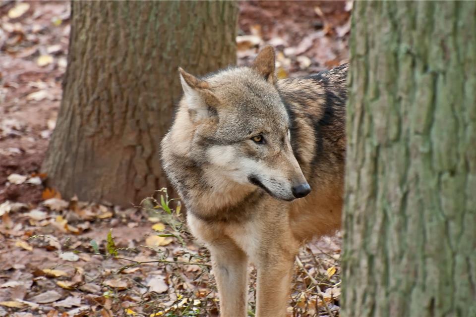 Wegen zahlreicher Nutztierrisse gibt es im Wolfsgebiet Schermbeck schon lange Forderungen nach Regeln, wann Wölfe vergrämt oder erschossen werden dürfen.