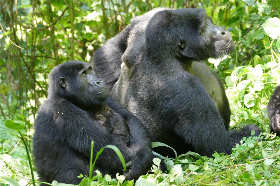 Weibliche Berggorillas können ganz schön alt werden - wie hier im Bwindi Impenetrable Nationalpark. (Archivbild)Martha Robbins/EurekAlert/dpa