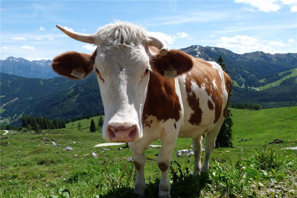 „Weidemilch“ klingt nach Kühen auf riesigen, saftigen Wiesen – doch was steckt wirklich hinter dem Begriff?Merle Schmalenbach/dpa-tmn
