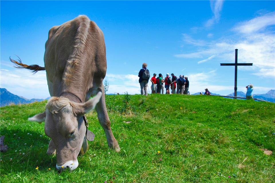 Weidende Kühe sind keine Kuscheltiere - es gilt: nicht streicheln.Birgit Klimke/dpa/dpa-tmn