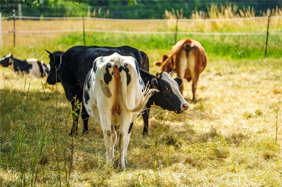 Weidetiere müssen an heißen Tagen schattige Plätze aufsuchen können, die Tierhalter stehen in der Pflicht zum Schutz ihrer Tiere. (Symbolbild)Andreas Arnold/dpa