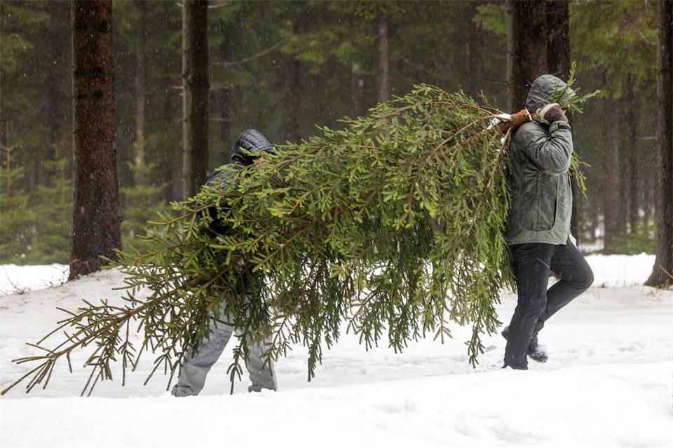 Weihnachtsbäume können in Thüringen vielerorts auch selbst geschlagen werden. (Symbolbild)Michael Reichel/dpa