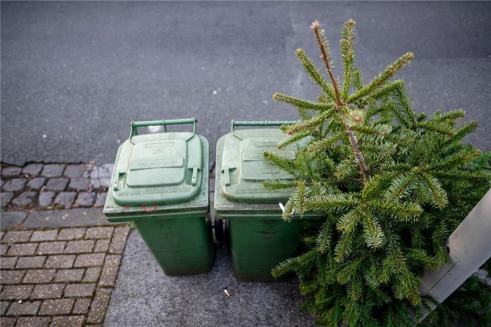 Weihnachtsbäume sollten weder im Ofen verbrannt noch an Haustiere verfüttert werden.picture alliance/dpa