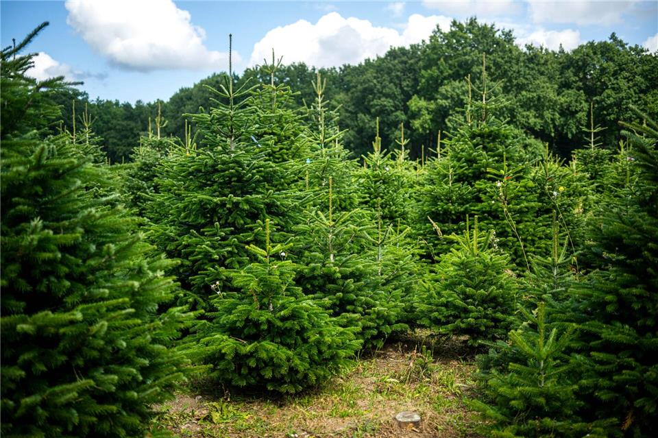 Weihnachtsbäume werden häufig auf Plantagen angebaut.Sina Schuldt/dpa