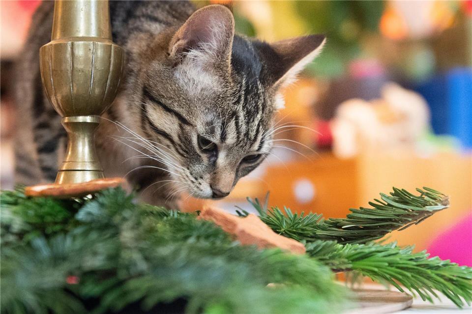 Weihnachtsbaum, Lametta, Schokolade und andere Leckereien sind für Haustiere ungeeignet und können zu schweren gesundheitlichen Schäden führen.Franziska Gabbert/dpa-tmn