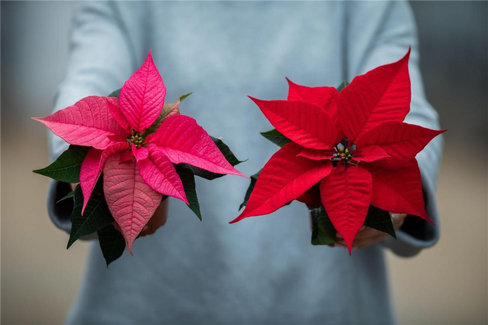 Weihnachtssterne gibt es in vielen verschiedenen Farben: von Rottönen über Rosa bis hin zu Creme. picture alliance/dpa