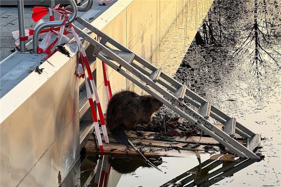 Weil der Biber nicht mehr aus dem halb gefüllten Schwimmbecken herauskam, baute ihm die Feuerwehr eine Rampe. -/Berufsfeuerwehr München/dpa