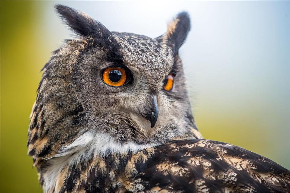 Weil die zwei Uhus in Marburg nicht beringt sind, kann nicht festgestellt werden, ob es sich um „Lisbeth“ und „Hugo“ handelt. (Symbolbild)Jens Büttner/dpa-Zentralbild/dpa