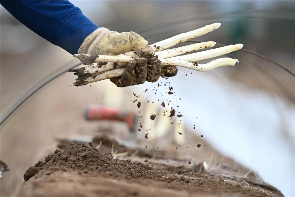Weil durch die Folie kein Licht auf den Spargeldamm kommt, bleiben die Köpfchen der Stangen weiß. Arne Dedert/dpa/dpa-tmn