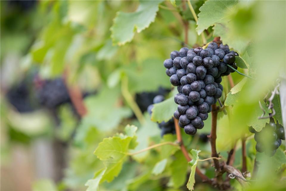 Weil es zu viel Rotwein aus Württemberg gibt, können Winzer Geld bekommen, wenn sie den Wein zu Industriealkohol destillieren. (Archivbild)picture alliance / Sebastian Gollnow/dpa