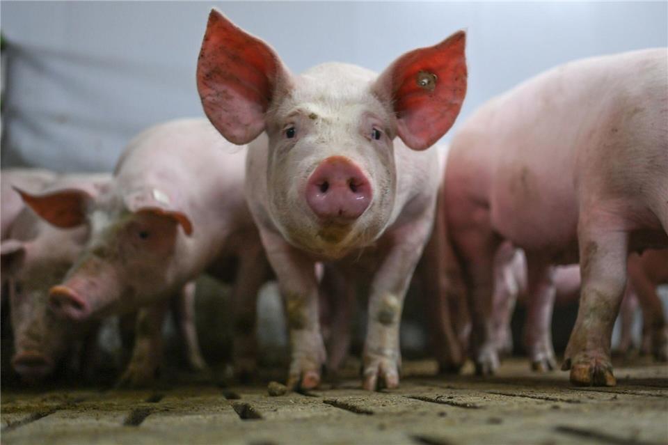Weil laut dem Bundeslandwirtschaftsministerium von der Extra-Förderung zum Umbau von Schweineställen nicht die erhoffte Wirkung ausging, wurde das Programm gestoppt. (Archivbild)Lars Penning/dpa