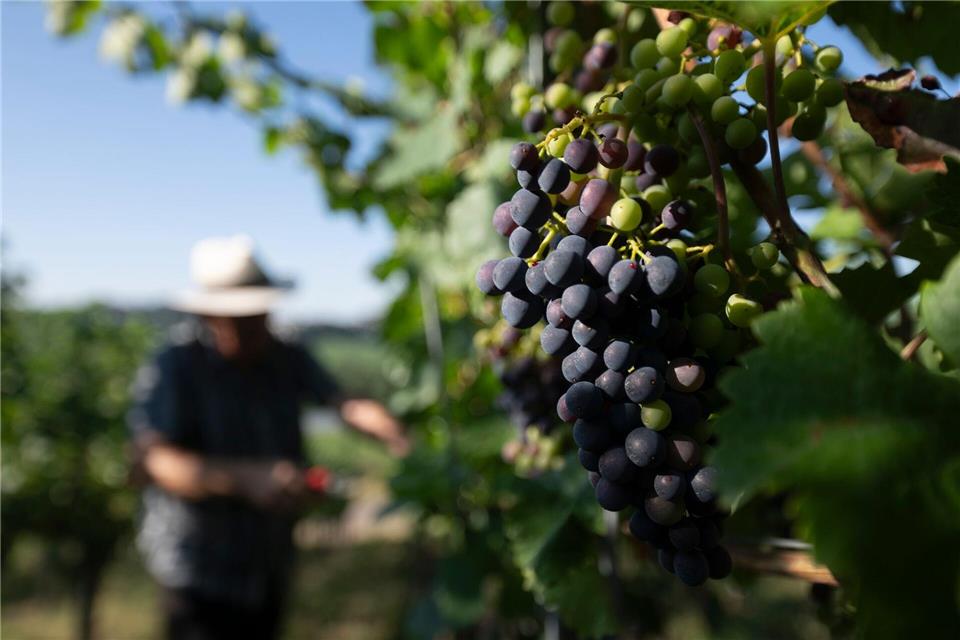 Weinbau im Südwesten: Heiße Phase. (Archivbild)Marijan Murat/dpa