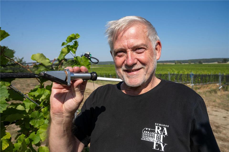 Weingutleiter Schmidt ist optimistisch, was Qualität und Quantität der diesjährigen Weinernte angeht (Archivbild).Stefan Sauer/dpa