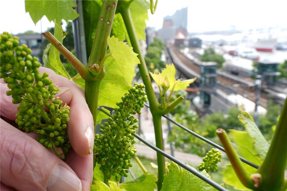 Weintrauben in der Nähe der Elbphilharmonie. Ja, im Hamburger Hafen wird Wein angebaut.Marcus Brandt/dpa