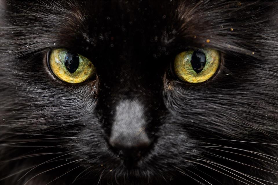 Weiß eine KI, was diese Katzenaugen sagen? picture alliance/dpa