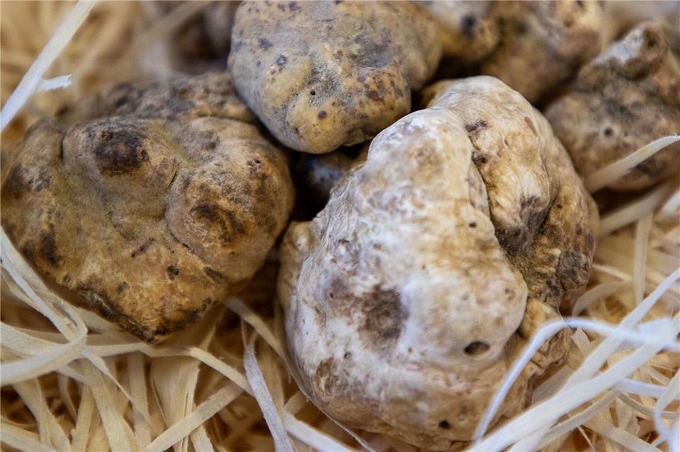 Luxus auf dem Teller: Tipps für den Genuss von Trüffeln Weiße Trüffel duften ein bisschen nach Moschus, Amber, Muskat, Vanille und Laubwald. Sie sind mehr geruchsintensiv, als dass sie viel Geschmack haben. BOS FOOD/dpa-tmn