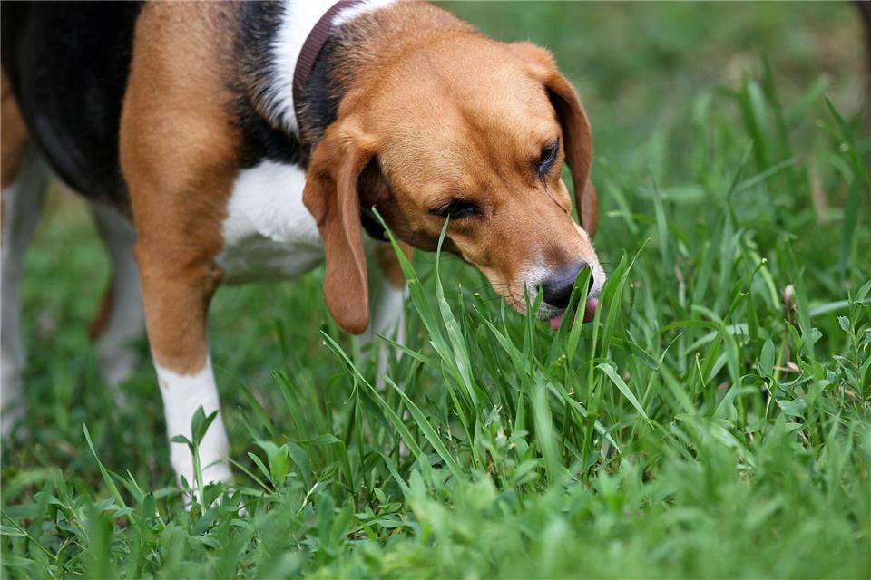 Weit verbreitetes Verhalten: Etwa zwei Drittel aller Hunde fressen gelegentlich oder regelmäßig Gras.Jan Woitas/dpa/dpa-tmn