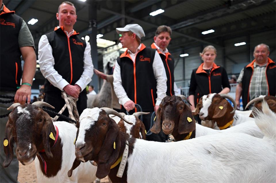 Welche Ziege überzeugt? Zuchtwettbewerbe gehören zum festen Bestandteil der Grünen Tage Thüringen.Martin Schutt/dpa