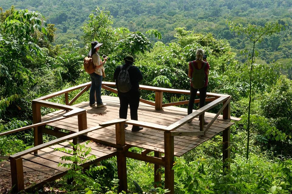 Welcome to the jungle: Der Blick vom Aussichtspodest im Naturschutzgebiet Floresta Nacional do Tapajos ist atemberaubend grün.Andreas Drouve/dpa-tmn